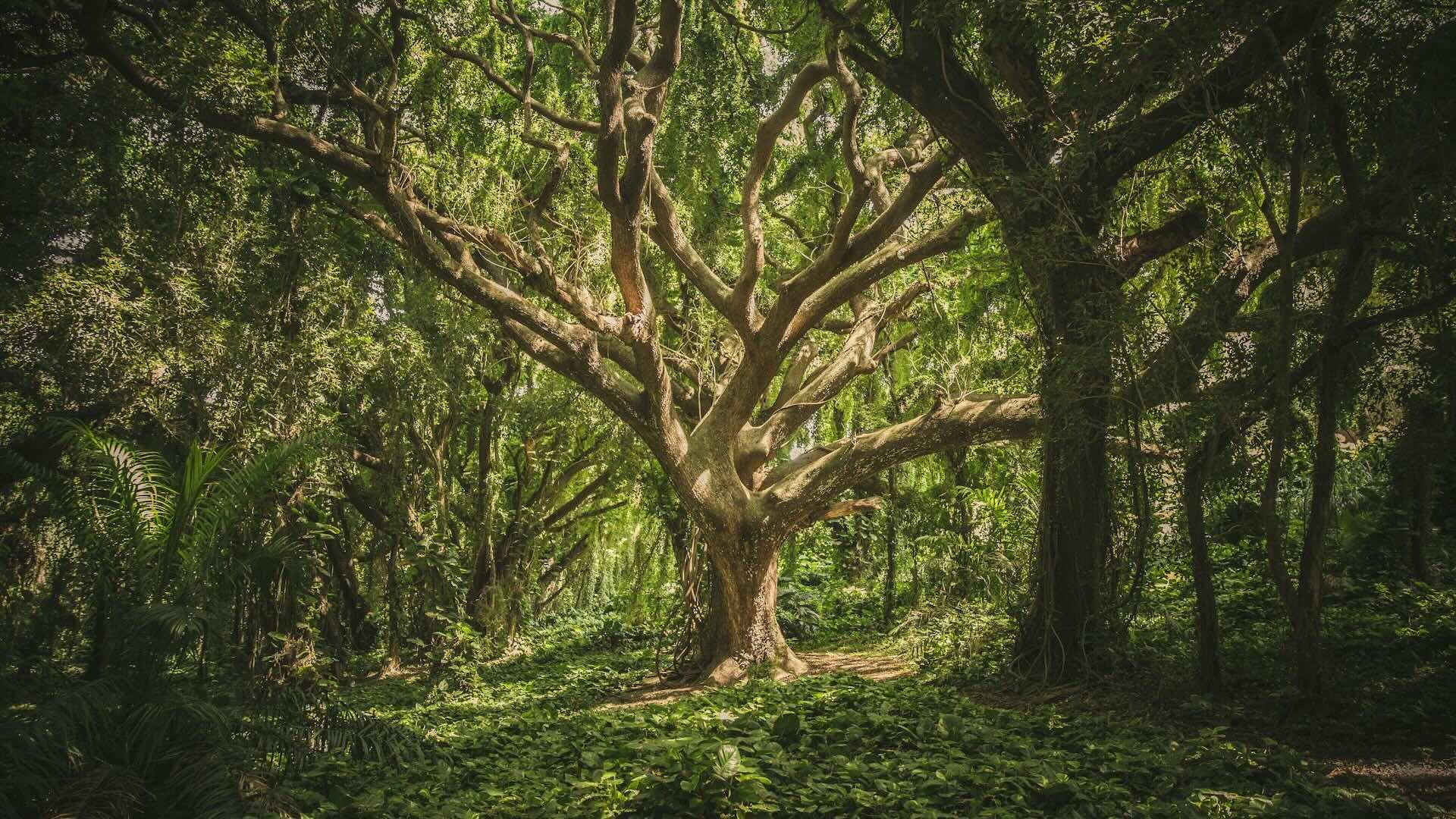 Sostenibilità Ambientale